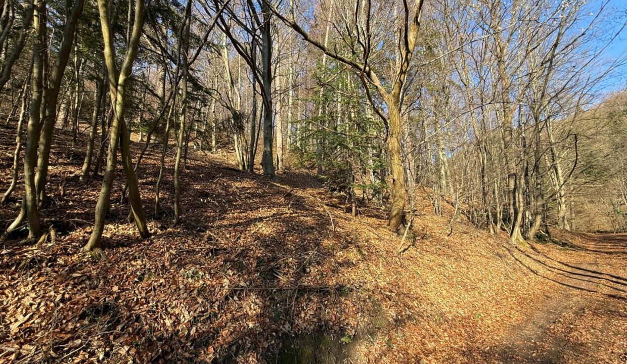 Wald